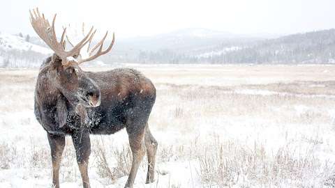 Yukon Wildlife Preserve